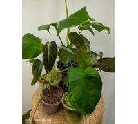 Set of 7 Baby Plants, 7 Plants-7 Piante of mixed rare plants SET B1