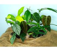 Set of 7 Baby Plants, 7 Plants-7 Piante of mixed rare plants SET G