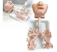 Set Per Broncoscopia A Fibre Ottiche, Modello Didattico Per Broncoscopia | Modello Di Laringe E Trachea Umana Con Ramificazioni Fino Al 5° Livello, Per Facoltà Di Medicina, Formazione(Skin Color)
