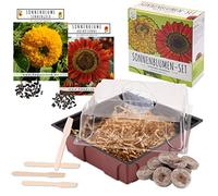 Set per la coltivazione del girasole - set di mini-serra, semi di girasole e terreno - idea regalo sostenibile per gli amanti delle piante (Sole della sera + Oro solare)
