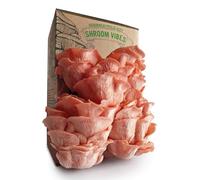 Set per la coltivazione di funghi biologici | 100% biologico | senza ingegneria genetica | coltivazione tutto l'anno | funghi al chiuso | spruzzatura quotidiana