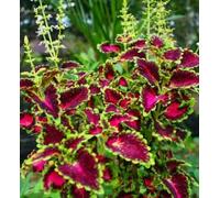Set pianta Coleus vaso 10cm TERRE DI ROMAGNA | Pianta Officinale, Benefici Naturali, Guida alla Salute