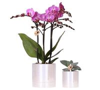 Set Piante con Vasi in Ceramica, Orchidea Viola 9 cm e Succulenta, 2 Pezzi