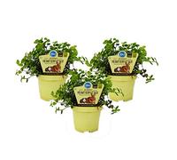 Set with 3 forage plants for pets - Callisia repens - Vital food for rabbits, ornamental birds, reptiles, hamsters and guinea pigs
