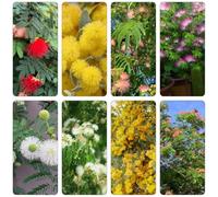 seta scalatrici di crescita rapida primavera semi perenni tagliati letto elevato giardino semi scalatrici con, 800pcs