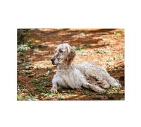 Setter inglese Autunno Animali domestici Cani Inglese,Puzzle in legno da 1000 pezzi per famiglie, puzzle per adulti e adolescenti