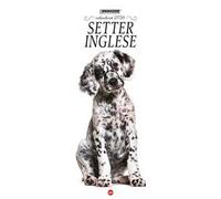 Setter inglese. Calendario 2026. Long