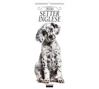 Setter inglese. Calendario 2026. Long