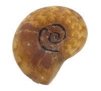 SEWACC Ciondolo Ammonite Naturale Forma Lumaca Fossile Ciondolo Per Collana Esemplare Ammonite Per Portachiavi Fai Da Te e Accessori Per Creazione Gioielli
