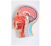 Sezione sagittale della testa, modello parte centrale - Modello anatomico della testa umana - Anatomia medica del modello umano a mezza testa - Per la ricerca didattica