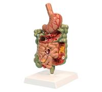 Sezione trasversale dello stomaco, modello anatomico dell'intestino crasso e dell'intestino tenue, modello patologico dell'apparato digerente for studenti di formazione medica, modello didattico