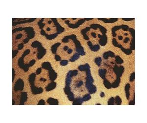 Sfida puzzle ravensburger: schema animali 1000 pezzi 1 St