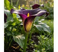 Sfuso Rizoma Di Calla, Resistenti Al Freddo E Alla Siccità, Facile Da Coltivare, Splendide esposizioni in giardino-4 pcs-J
