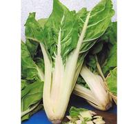 sgaravatti Bieta Bionda a Costa Argentata