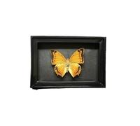 Shadow Box Scatola espositiva con ombra for esemplare di farfalla, espositore da tavolo, regalo compleanno, collezione insetti Commemorare(Style 3 Black frame)