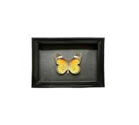 Shadow Box Scatola espositiva con ombra for esemplare di farfalla, espositore da tavolo, regalo compleanno, collezione insetti Commemorare(Style 6 Black frame)