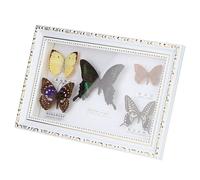 Shanrya Campione, Ornamento per la casa 7,7 * 11,6 * 1,6 in Campioni di Farfalle Vere 5 Pezzi di Farfalle Squisito Esemplare di Farfalle, per Amici colleghi di Famiglia Amante(Scatola Bianca)