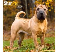 Shar Pei 2026 Calendar | Square Wall Calendar | Dog Breed Gift | Plastic Free Packaging | by Avonside Publishing