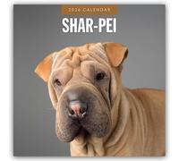 Shar-Pei 2026 Square Wall Calendar