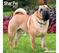 Shar Pei 2027 Calendar | Square Wall Calendar | Dog Breed Gift | Plastic Free Packaging | by Avonside Publishing