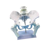 Sharplace Modello di bacino femminile, attrezzatura didattica, modello medico di scheletro didattico di alta qualità, Style a