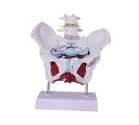 Sharplace Modello di bacino femminile, attrezzatura didattica, modello medico di scheletro didattico di alta qualità, Style D