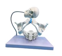 Sharplace Modello di bacino femminile Modello di bacino per parto 1:1 Strumento didattico per l'anatomia dell'utero per l'apprendimento dei bambini