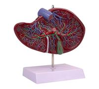 Sharplace Modello di fegato umano, strumento didattico per la visualizzazione dei vasi sanguigni, modello anatomico per l'educazione dei pazienti