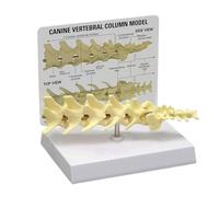 SHCHNA Strumento di Dimostrazione Modello Anatomico della Colonna Vertebrale Canina, Strumento Didattico for Studi Veterinari Veterinario in Laboratorio