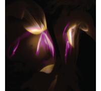 SHEDIR - Before The Last Light Is Blown