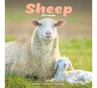 Sheep 2027 Calendar | Square Wall Calendar | Farm Animal Gift | Plastic Free Packaging | by Avonside Publishing