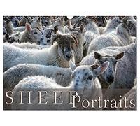Sheep Portraits (Wall Calendar 2026 DIN A3 landscape), CALVENDO 12 Month Wall Calendar: Discover 12 beautiful portraits of sheep in the countryside