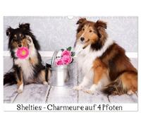 Shelties : Charmeure auf 4 Pfoten (Wandkalender 2027 DIN A3 quer), CALVENDO Mona