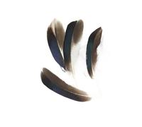 SHENJMAI Artigianato Piume 50pcs Feather Crafts DIY Carnival Accessories Feathers Handicraft Jewelry Earring Decoration Plumes(Color 8)