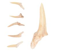 SHERCHPRY 6 pezzi Collane con Pendenti Dente di Squalo Fossile Semi Completo per Ragazzi Gioielli Artigianali Resistenti con Superficie Liscia per Uso Quotidiano e Feste in Spiaggia