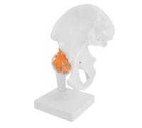 SHERCHPRY Modello Anatomico Articolazione Femorale in PVC a Grandezza Naturale Supporto Modello di Osso Dell’Anca per Studio Medico e Formazione Scolastica Strumento Didattico per