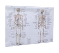 SHERCHPRY Poster di Anatomia Muscolare e Scheletrica Umana 50x70 Cm Resistente, Immagine Didattica Scientifica per Scuole e Laboratori, Figura Anatomica Dettagliata Testo in Inglese