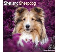Shetland Sheepdog 2025 Square Wall Calendar | Dog Breed Calendar