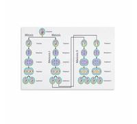 SHFTQXSLAT Mitosis and Meiosis Cell Division Biology Poster - Science Classroom Art, Visual Study Guide for Students & Teachers(Unframed,12x18inch(30x45cm))