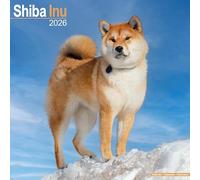 Shiba Inu 2026 Calendar | Square Wall Calendar | Dog Breed Gift | Plastic Free Packaging | by Avonside Publishing
