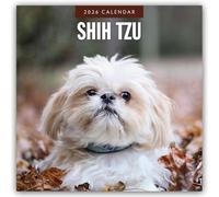 Shih Tzu 2026 - 16-Monatskalender: Original Red Robin Publishing Ltd-Kalender [Mehrsprachig] [Kalender]