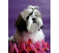 Shihtzu Dogs Posters - 1000 Pezzi - Art Puzzle - Gioco Di Decompres Sione Familiare - Adult Alzheimer Gifts - Bedroom Decoration Zx126Ap