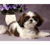 Shihtzu Dogs Posters - 1000 Pezzi - Art Puzzle - Gioco Di Decompres Sione Familiare - Adult Alzheimer Gifts - Bedroom Decoration Zx125Ap
