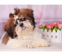 Shihtzu Dogs Posters - 1000 Pezzi - Art Puzzle - Gioco Di Decompres Sione Familiare - Adult Alzheimer Gifts - Bedroom Decoration Zx129Ap