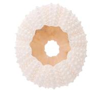 SHINEOFI Decorazioni Fotografiche Naturale per Unghie e Gioielli Accessori per Shooting Elegante e per La Casa e Opere Straordinarie