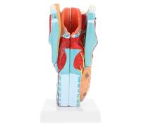 SHINEOFI Modello Anatomico Laringeo 2x in Pvc Smontabile per Studio Anatomico e Educazione del Paziente, Strumento Didattico per Studenti di Anatomia