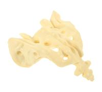 SHINEOFI Modello Anatomico Medico dell'Osso Sacro in PVC Resistente Modello del Sacro Portatile per Insegnamento e Dimostrazione in Ospedali e Scuole di Medicina