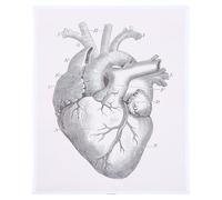 SHINEOFI Tabella Anatomica del Cuore Umano 40x50 Cm in Materiale Durevole, Poster Medico Didattico per Scuole, Aule e Laboratori, Quadro Decorativo per Soggiorno e Studi Medici