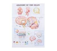 SHINEOFI Tela Poster Anatomico del Cervello Umano per Ufficio e Studio | Cartello Didattico Riutilizzabile, Caratteri Chiari, Supporto per Insegnanti e Appassionati di Anatomia