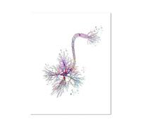 SHINERING Neurone Acquerello Neuroscienze Neurologia Poster Stampa Artistica Da Parete Cervello Anatomia Medicina Tela Dipinto Sinapsi Clinica Decorazione Per Stanza A3 40X50Cm Senza Telaio